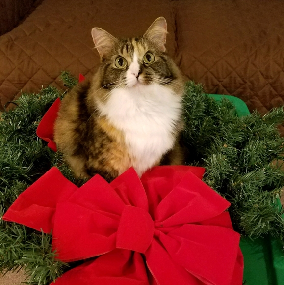 Meet your Posher, David - Picture 7 of 7